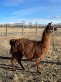 Rita - Female Llama