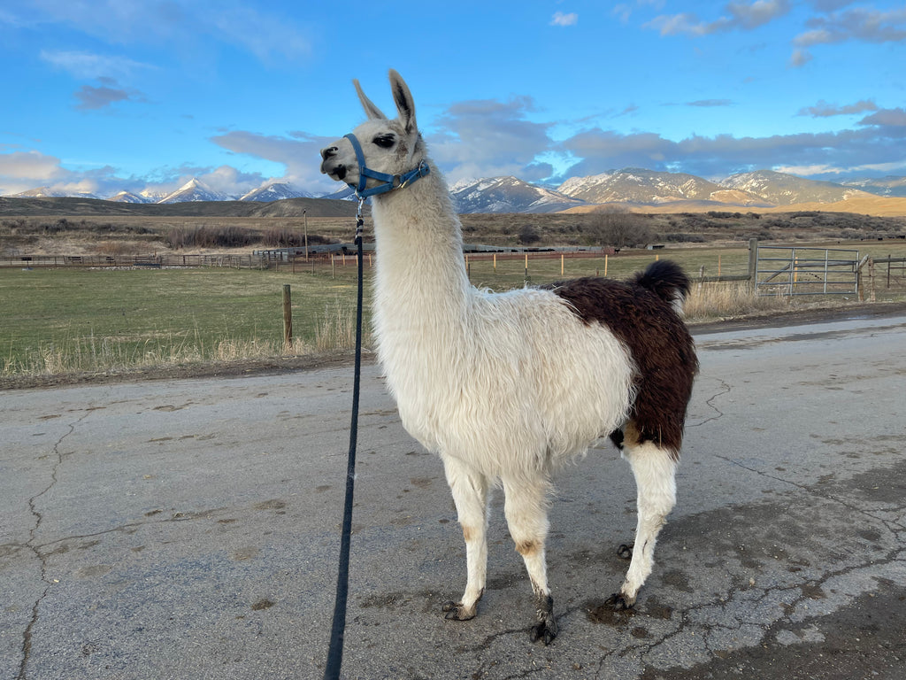 Queso Blanco
