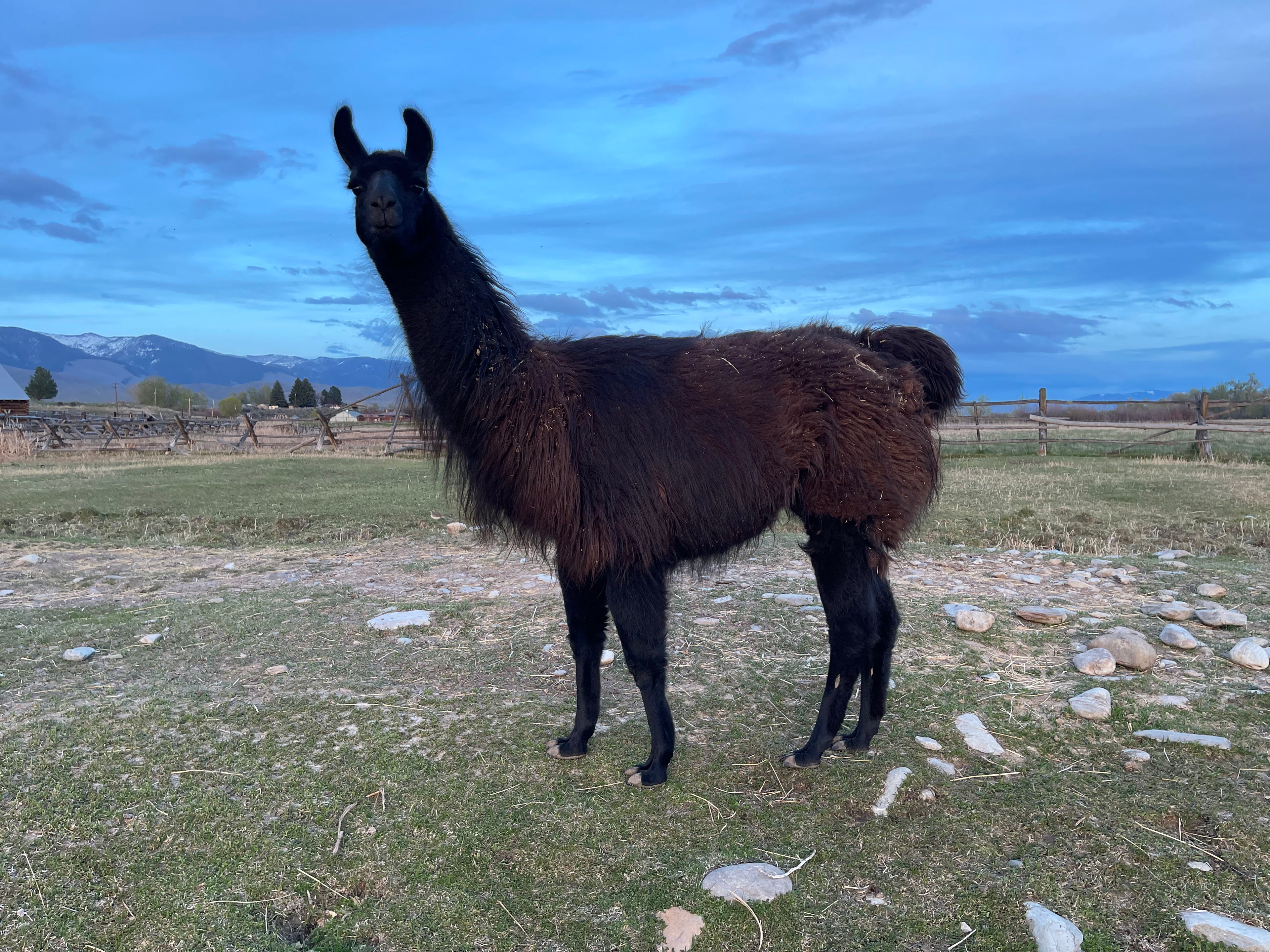 Stormy - Female Llama (Pending)