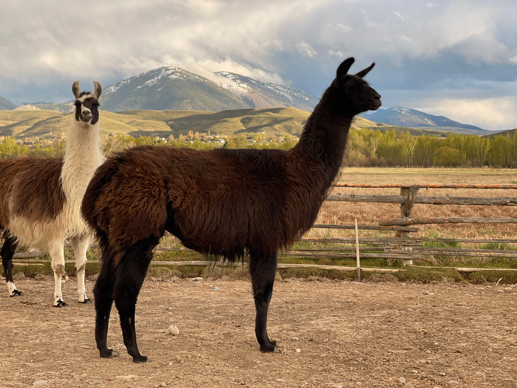 Stormy - Female Llama (Pending)