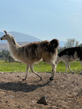 Kusy