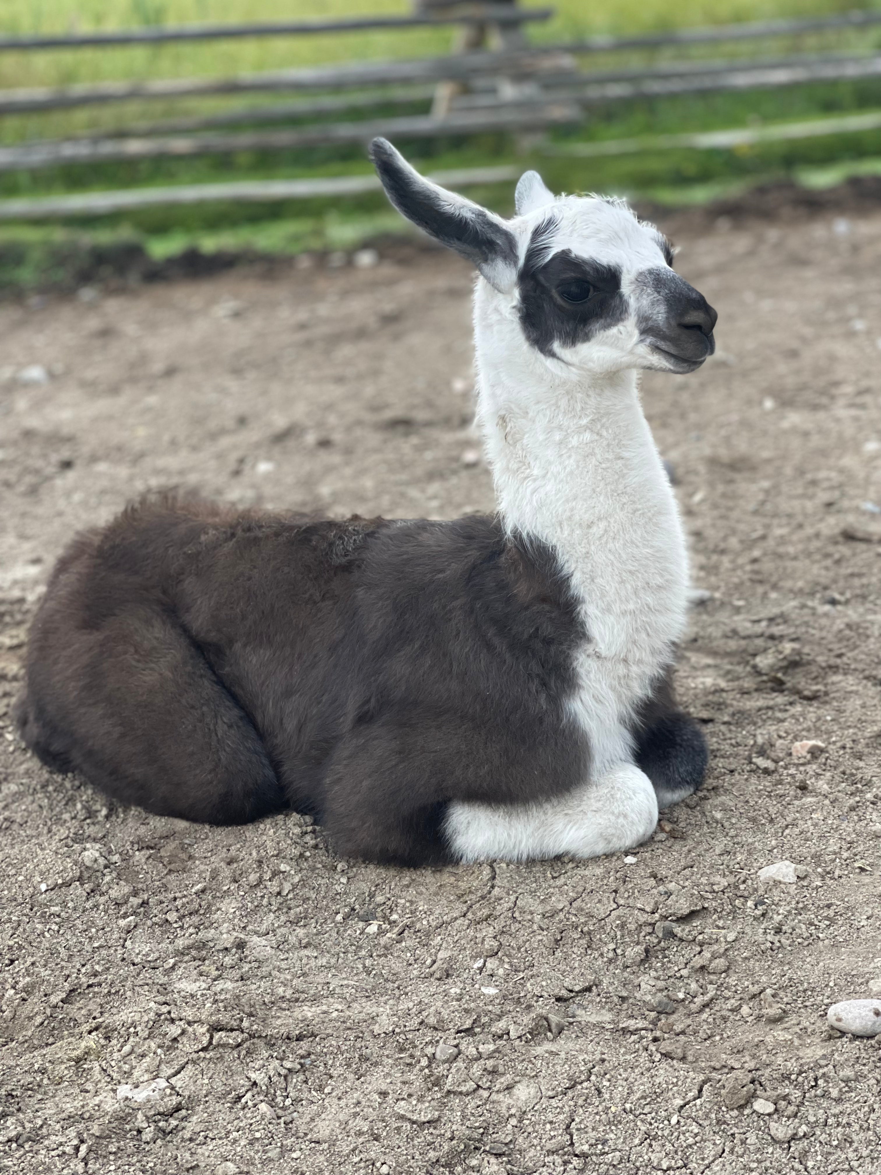 Lemhi Valley Iris - Female Yearling (Pending)