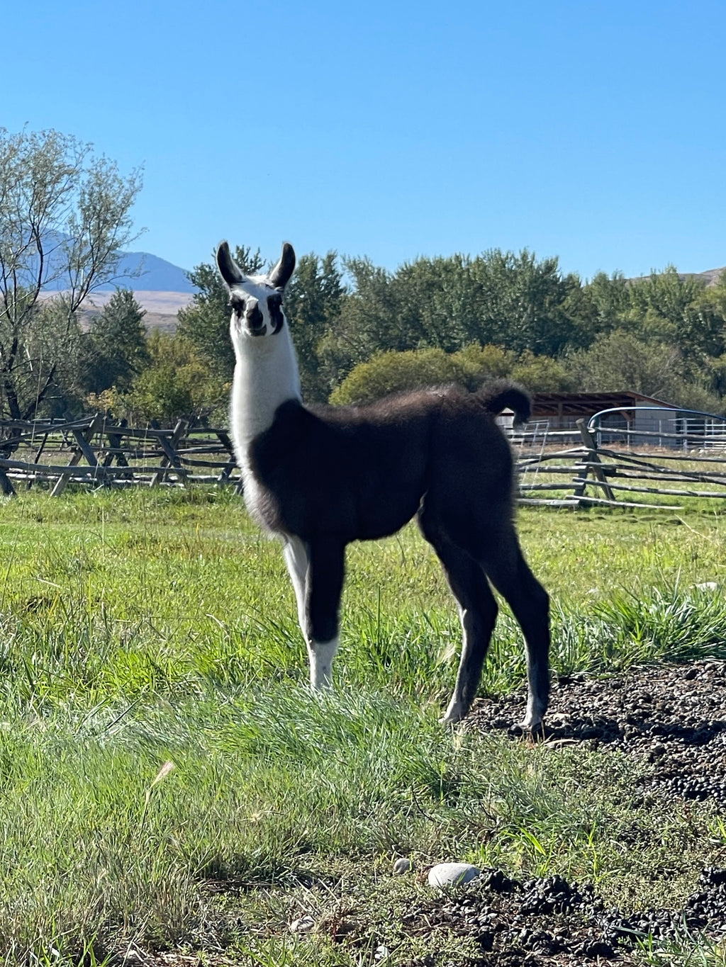 Lemhi Valley Iris - Female Yearling (Pending)