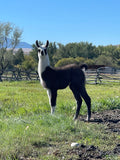 Lemhi Valley Iris - Female Yearling (Pending)