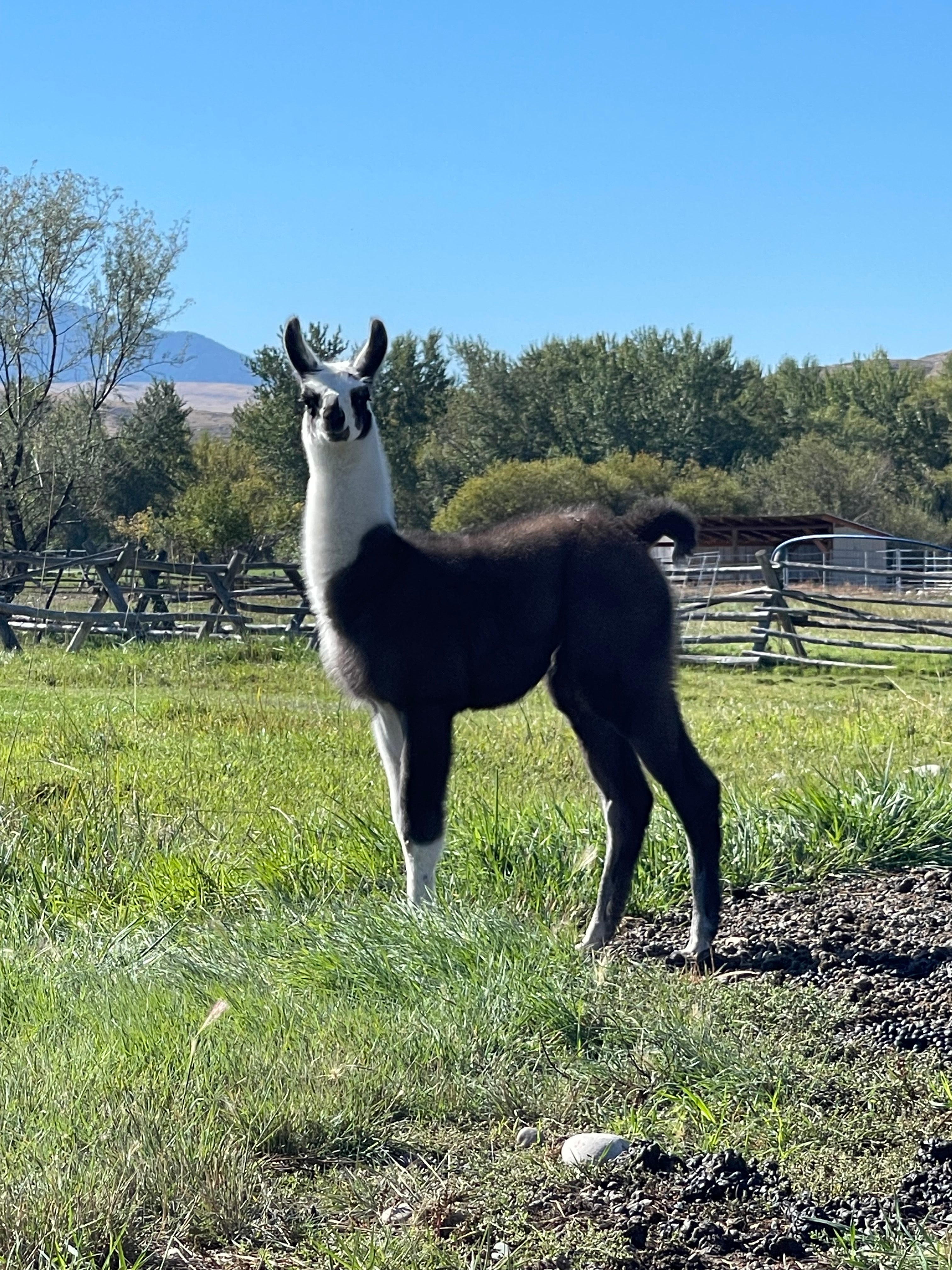 Lemhi Valley Iris - Female Yearling (Pending)