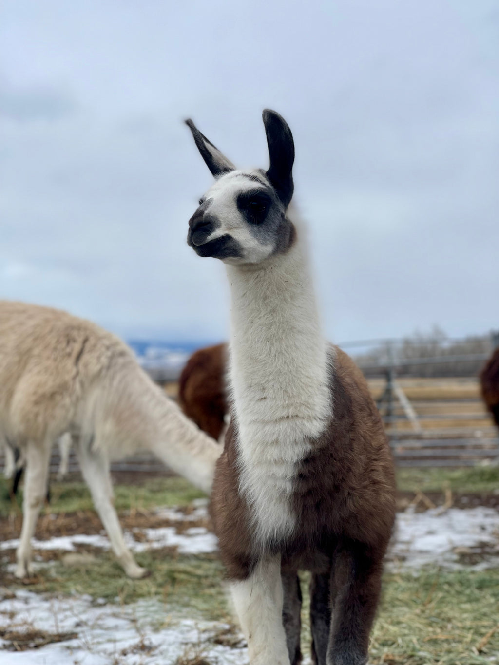 Lemhi Valley Iris - Female Yearling (Pending)