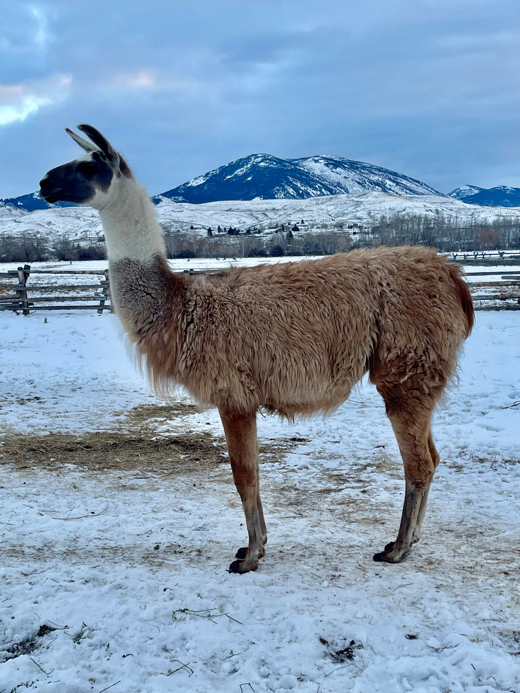 Bear Mtn Amarillo