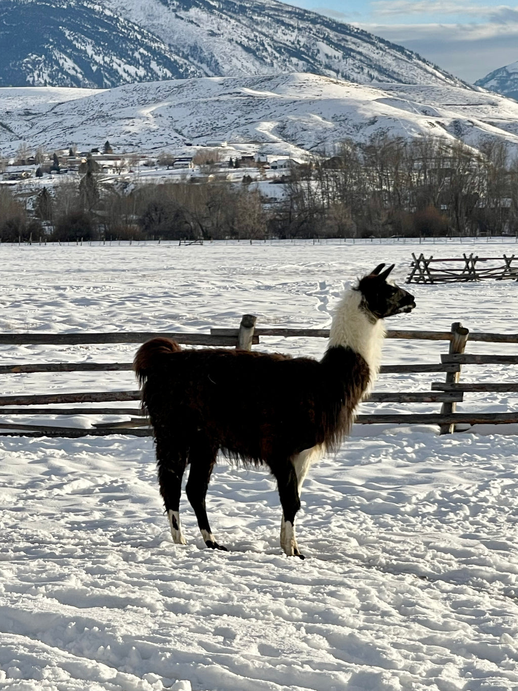 WRTL Nova