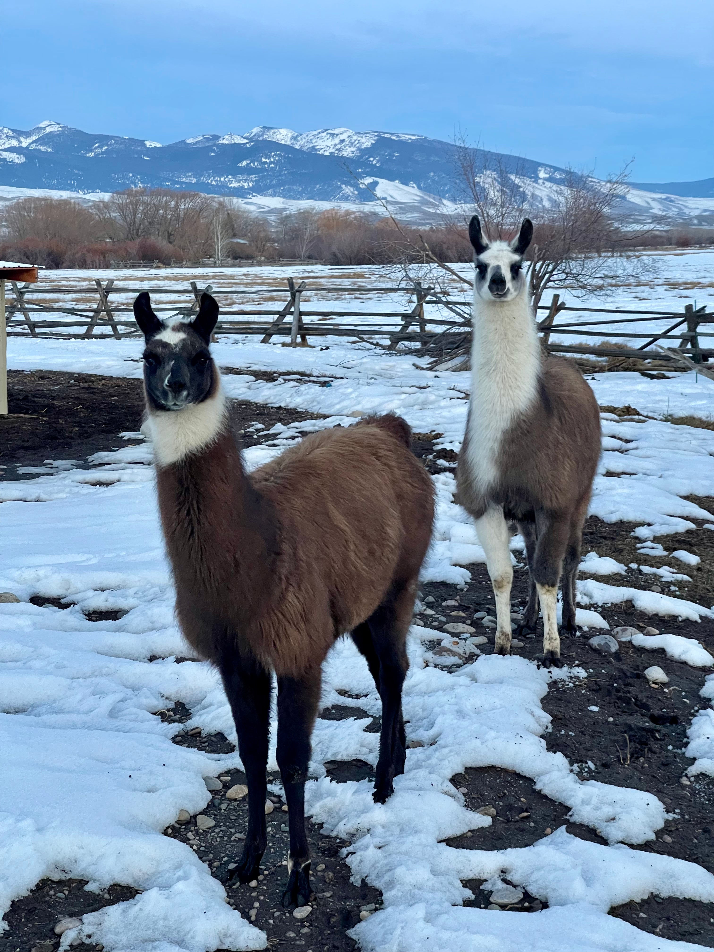 Lemhi Valley Ahsoka