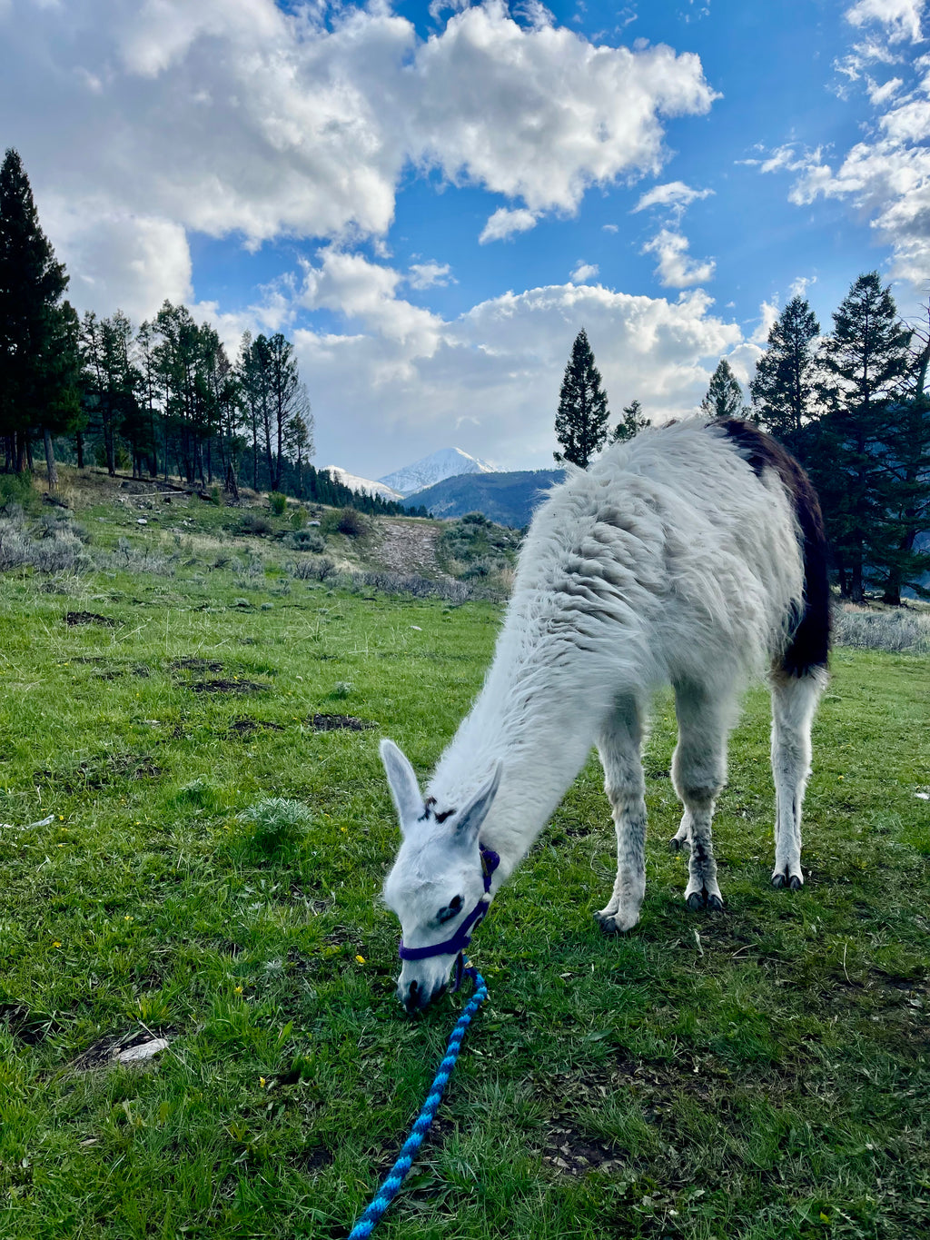 Queso Blanco