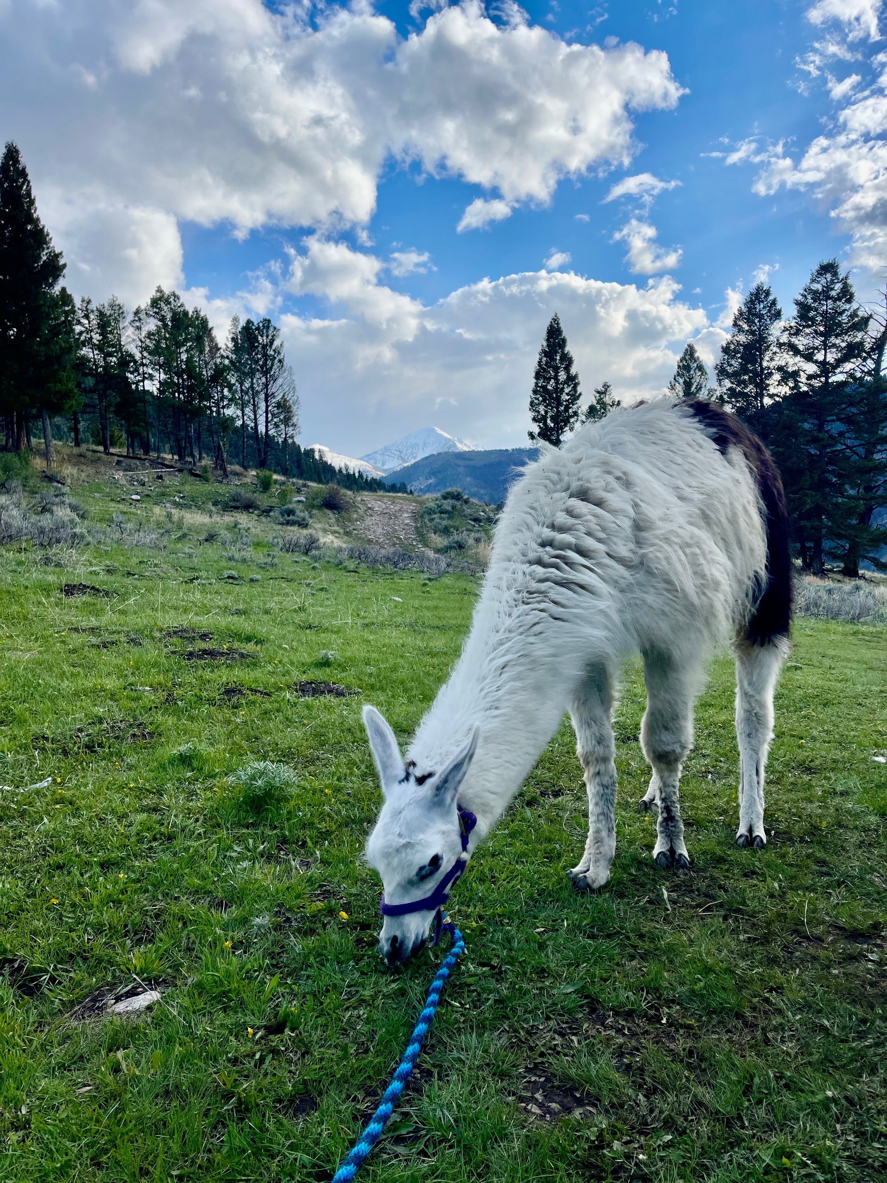 Queso Blanco