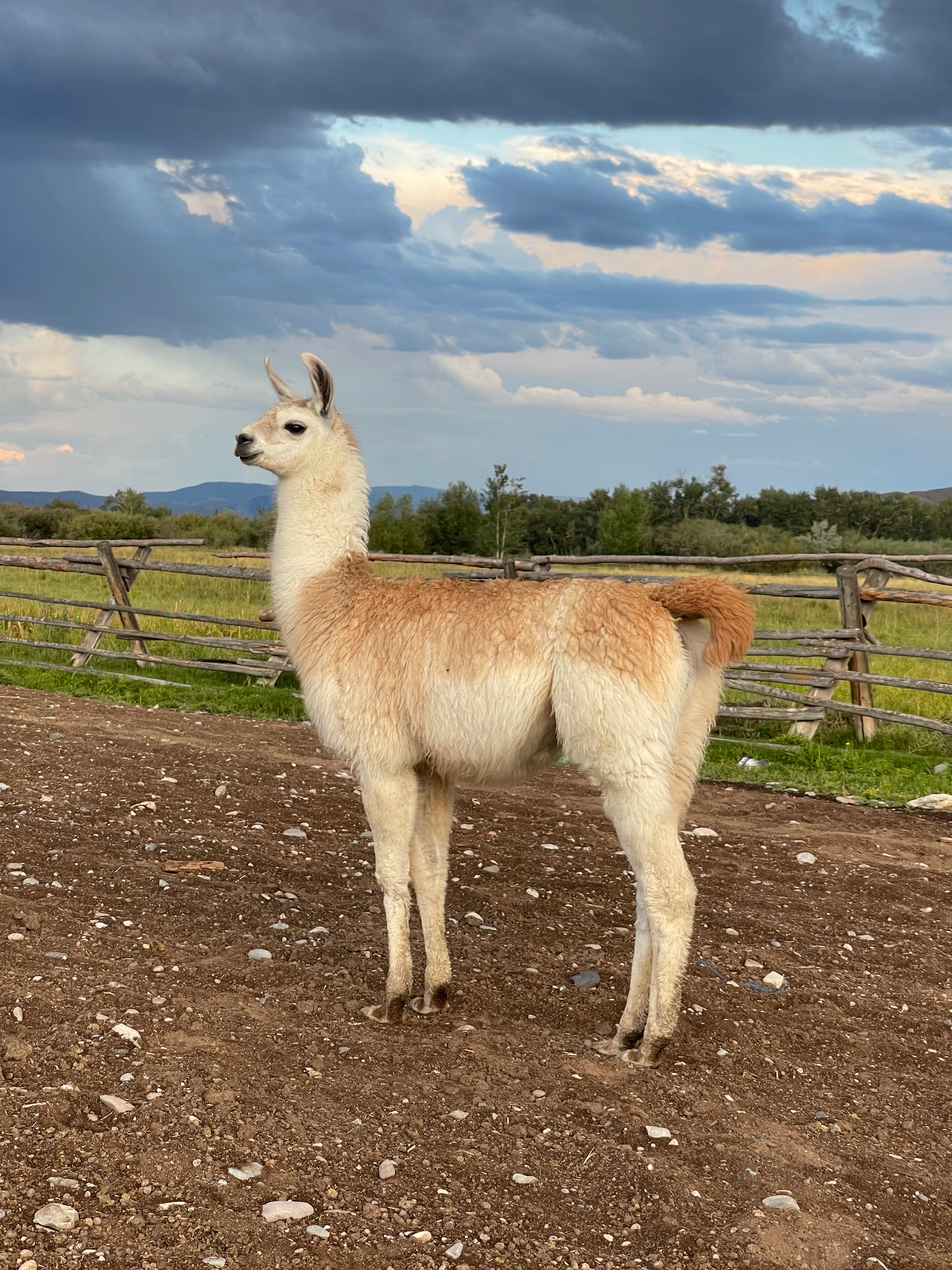 Lemhi Valley Legolas