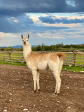 Lemhi Valley Legolas