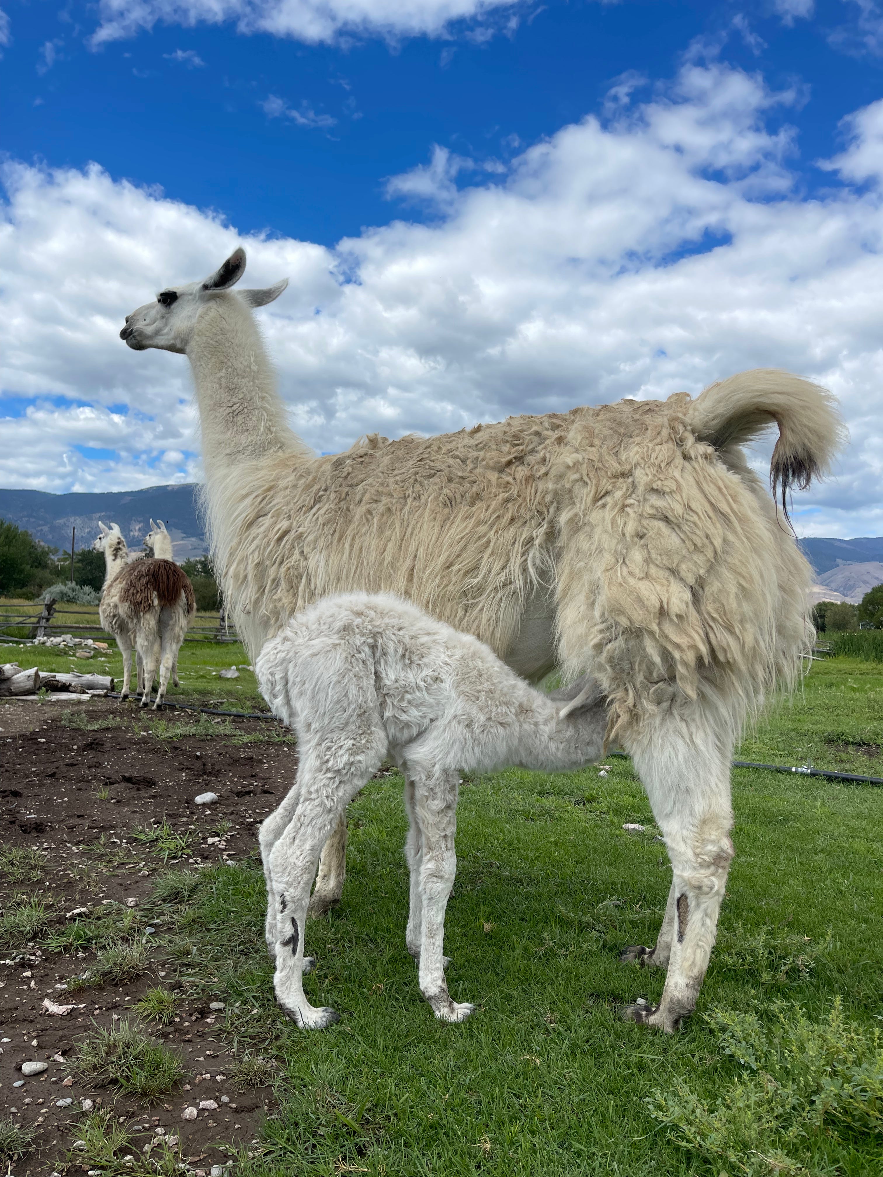 Casper - Male Cria