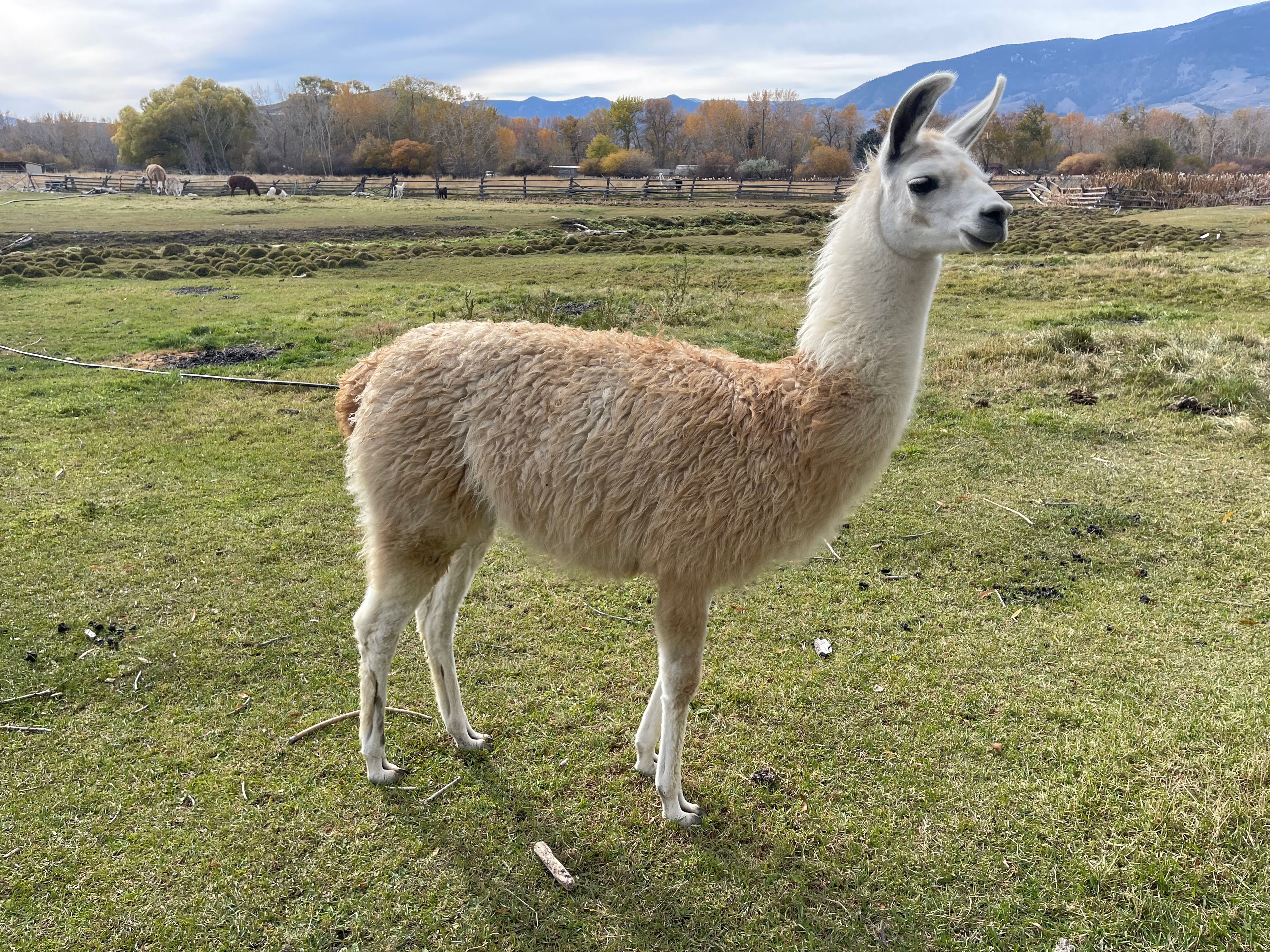Lemhi Valley Legolas