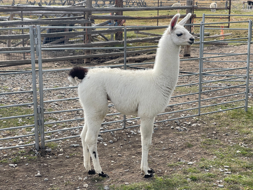 Lemhi Valley Manchego - Male Cria
