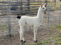Lemhi Valley Manchego - Male Cria