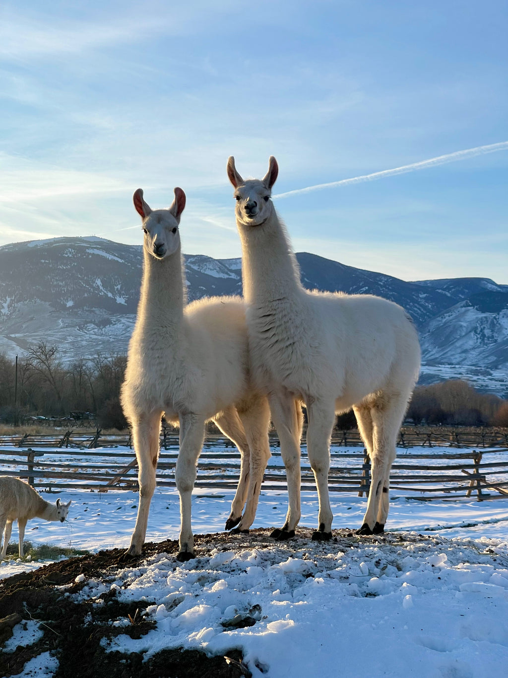Lemhi Valley Manchego - Male Cria