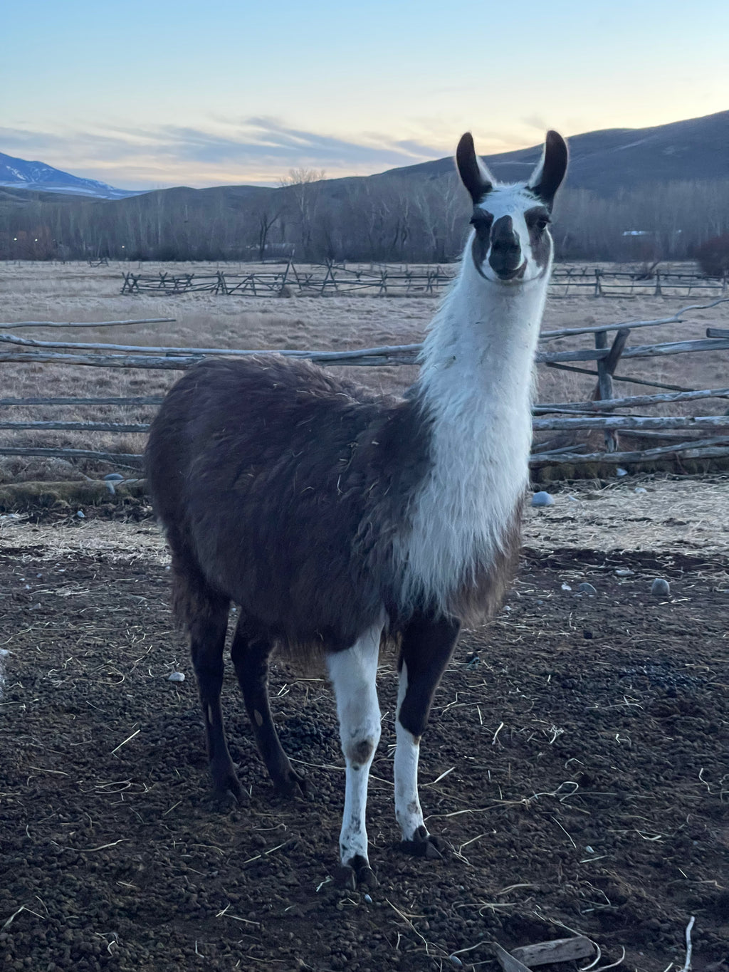 Lemhi Valley Iris - Female Yearling (Pending)