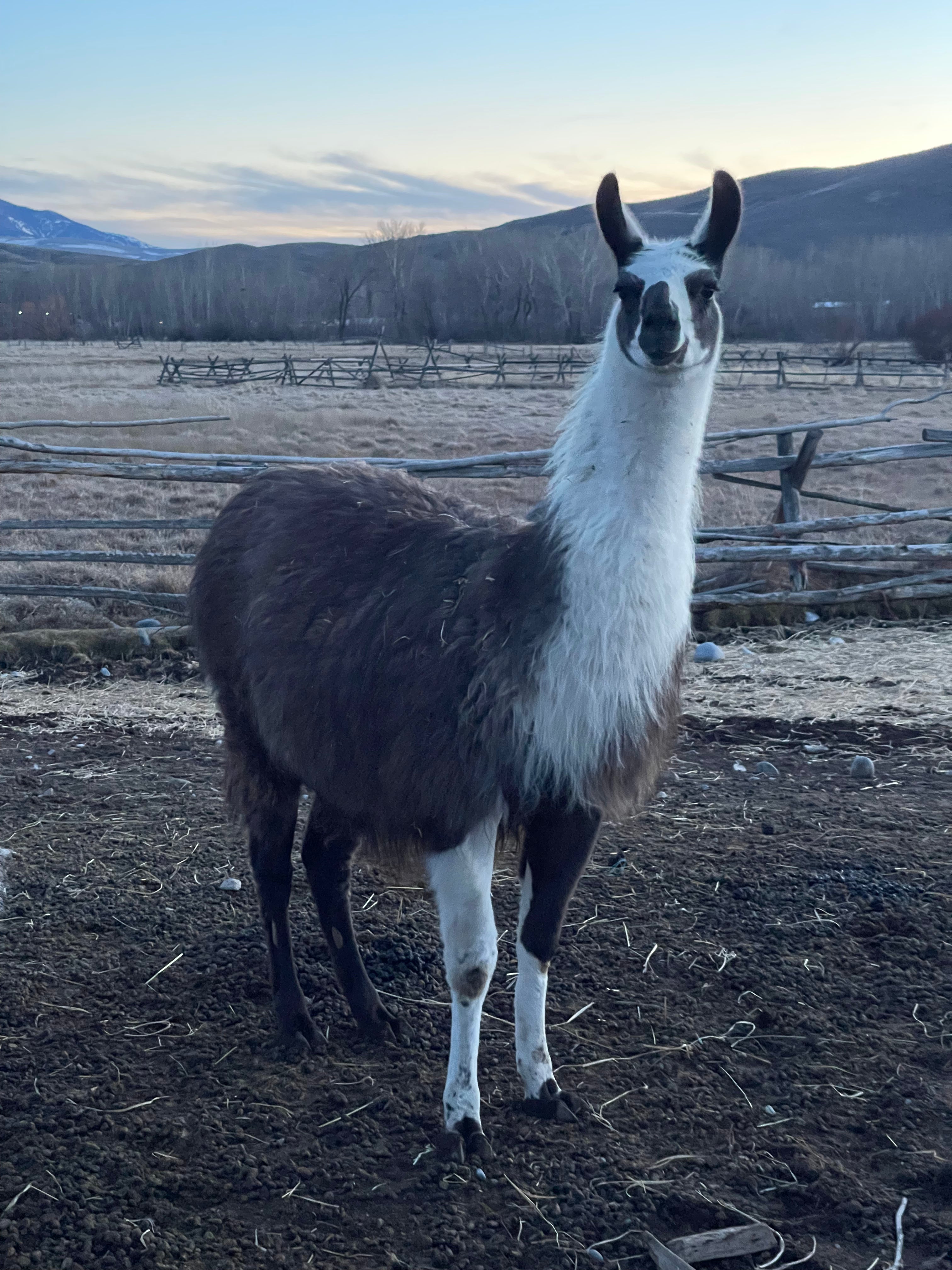 Lemhi Valley Iris - Female Yearling (Pending)