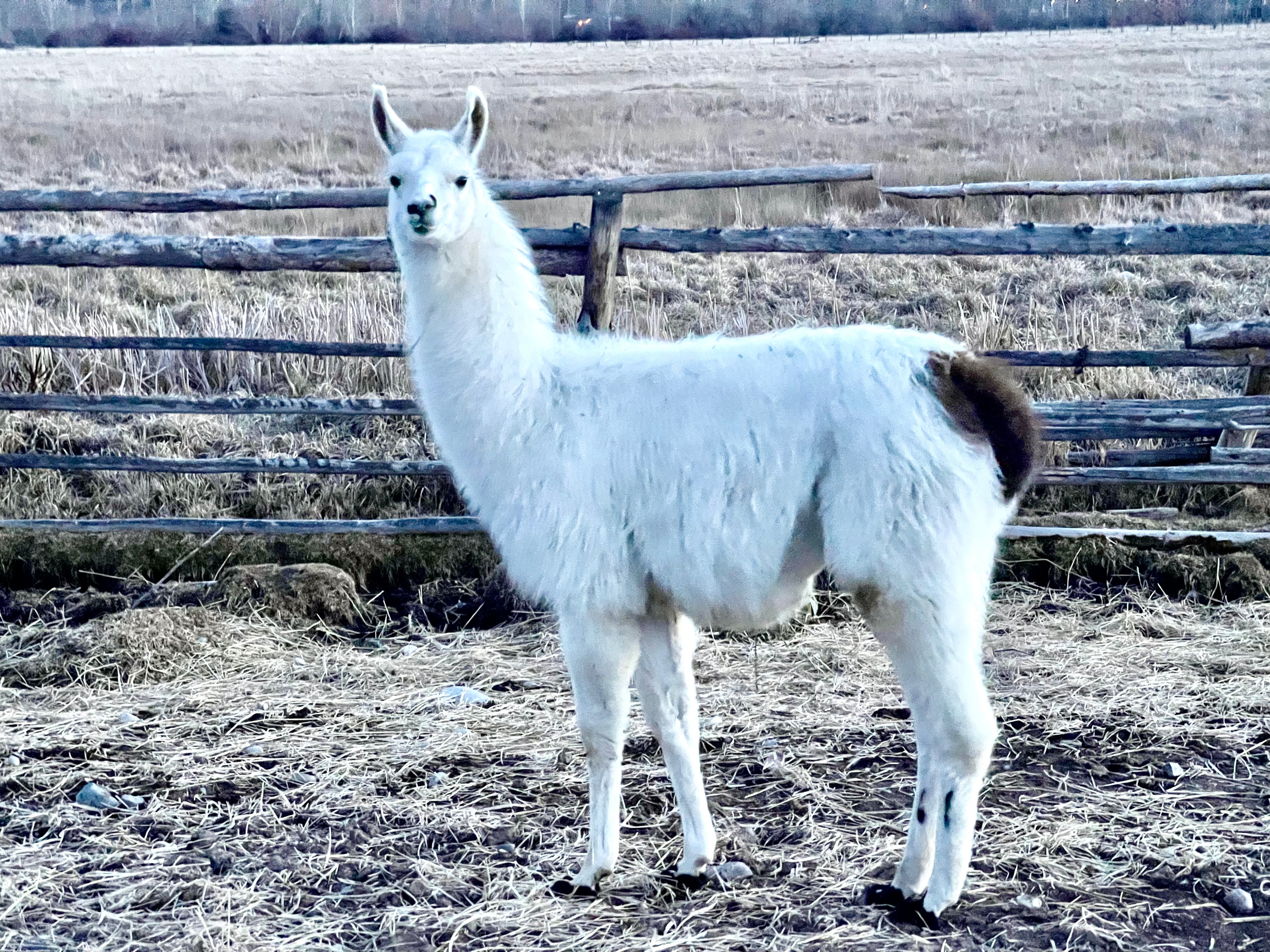 Lemhi Valley Manchego - Male Cria