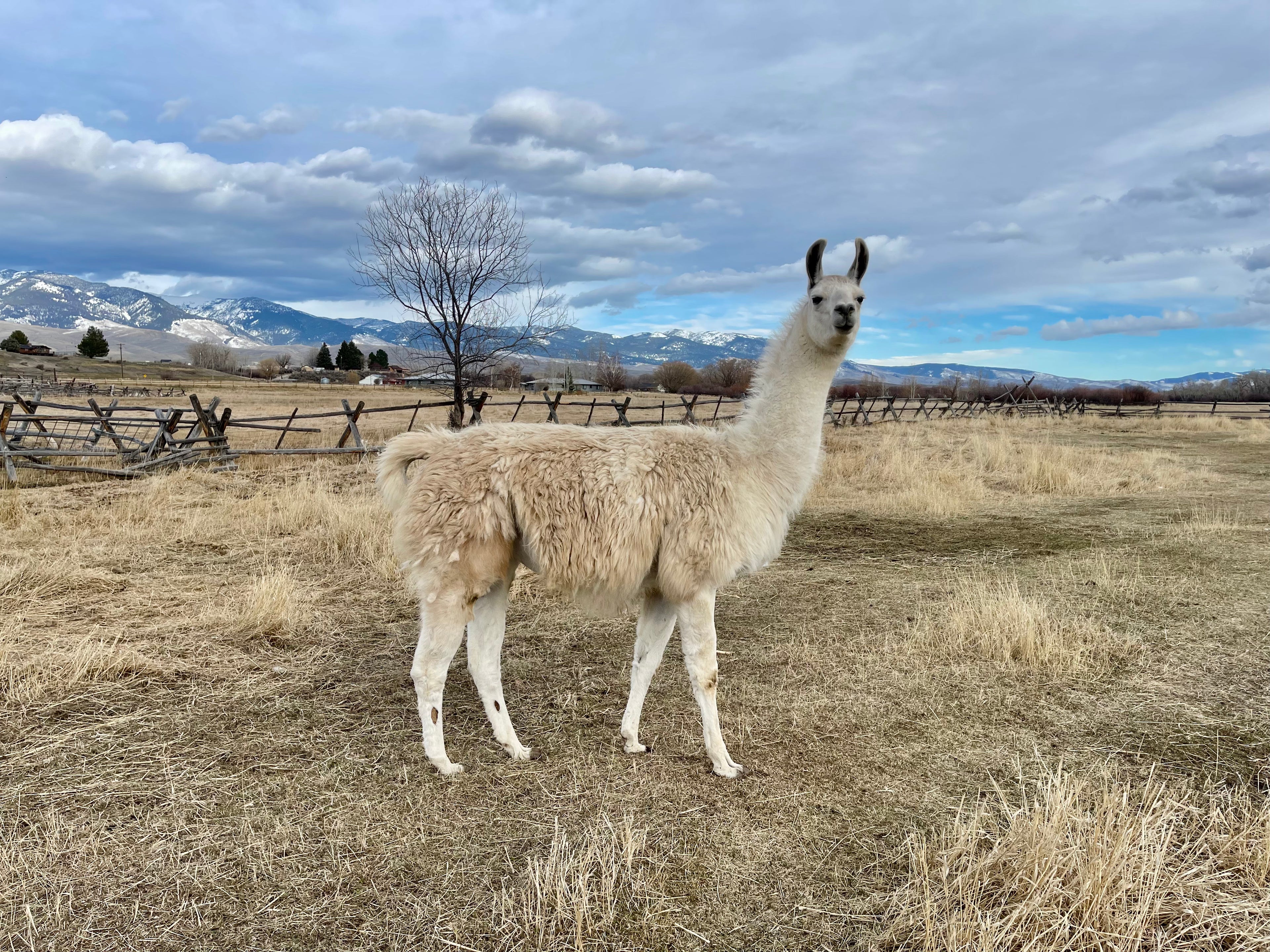 Laramie