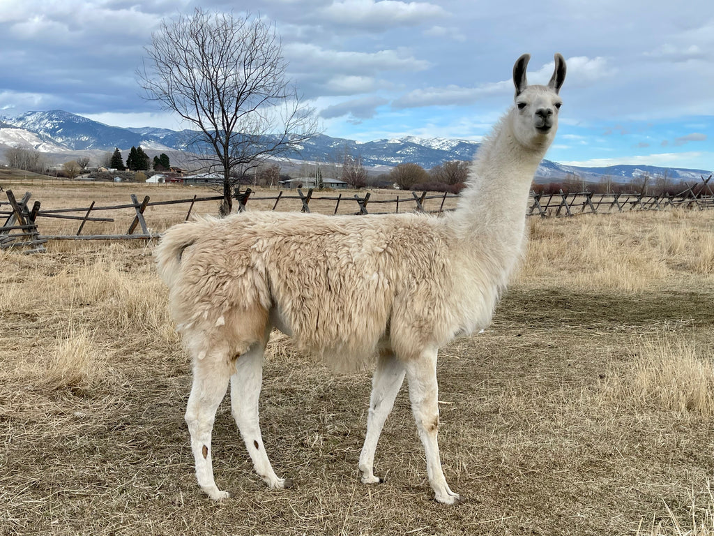 Laramie
