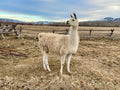 Laramie