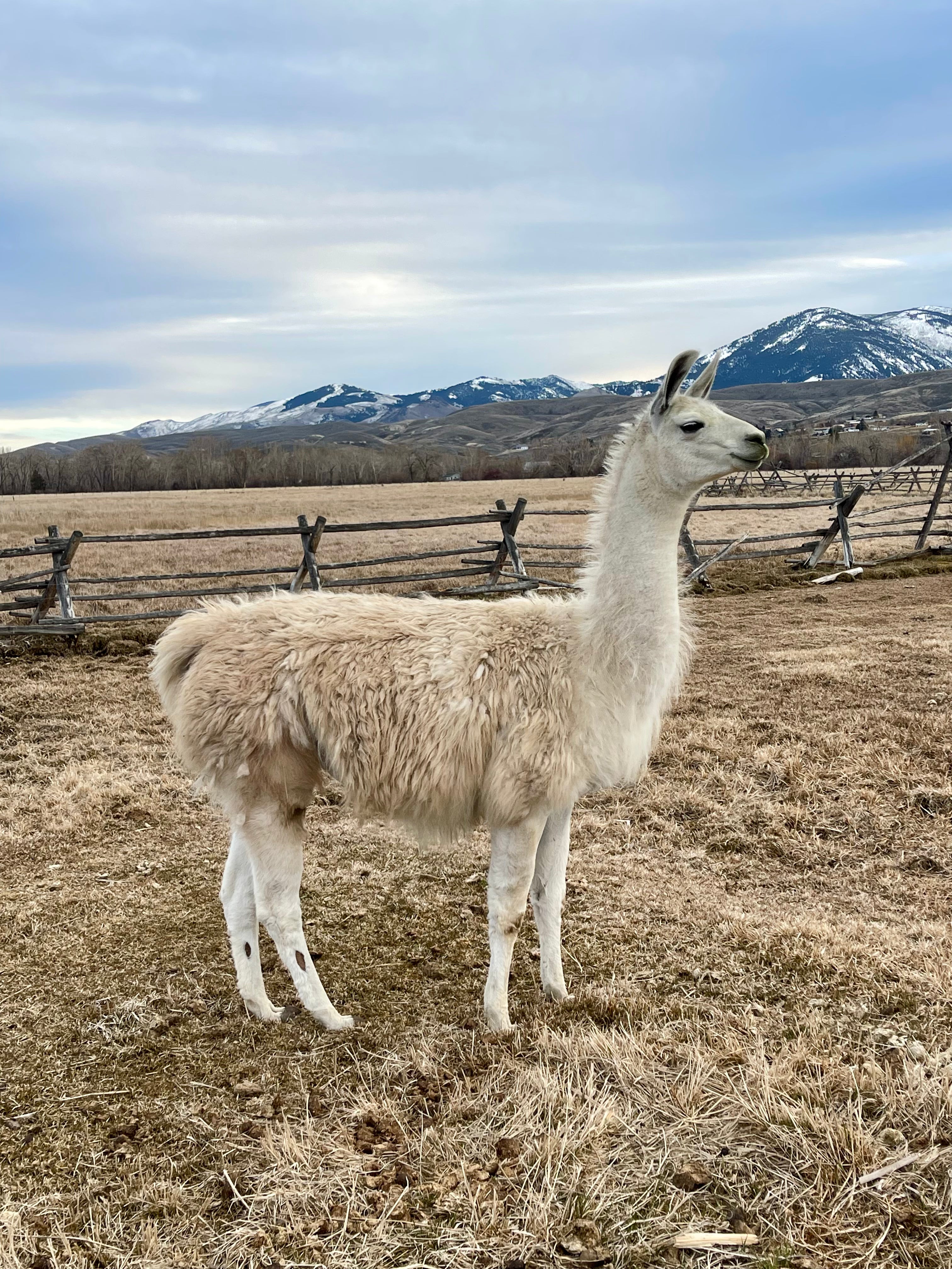 Laramie