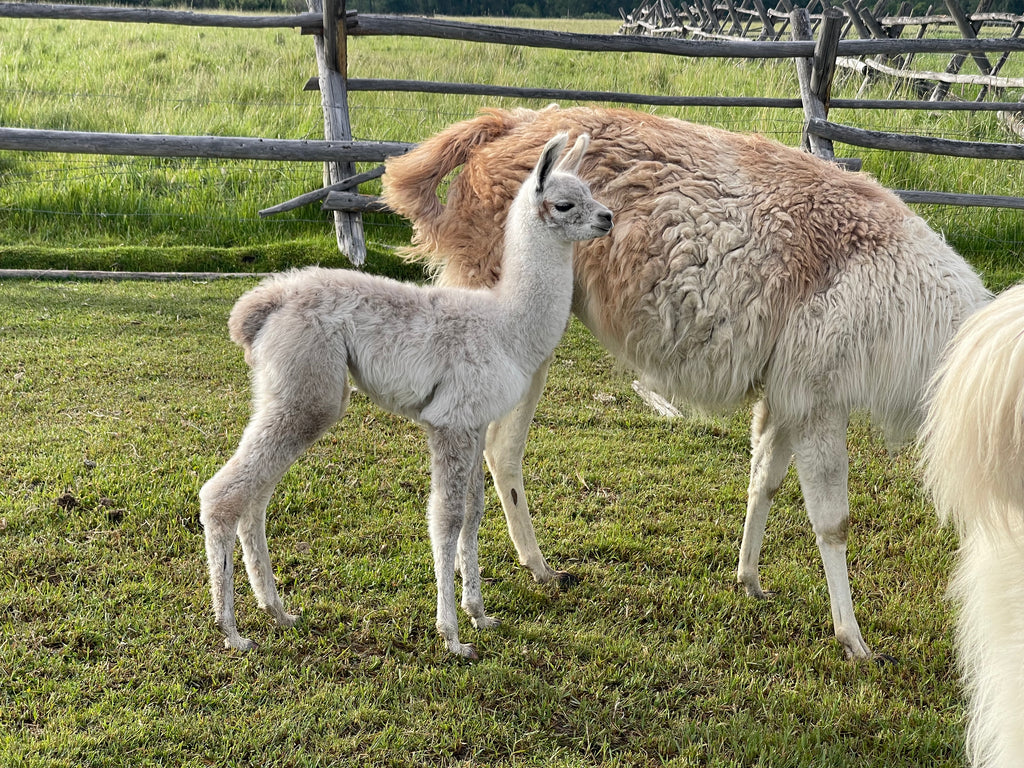 HI TRL Beckett's Katie and Male Cria Granite