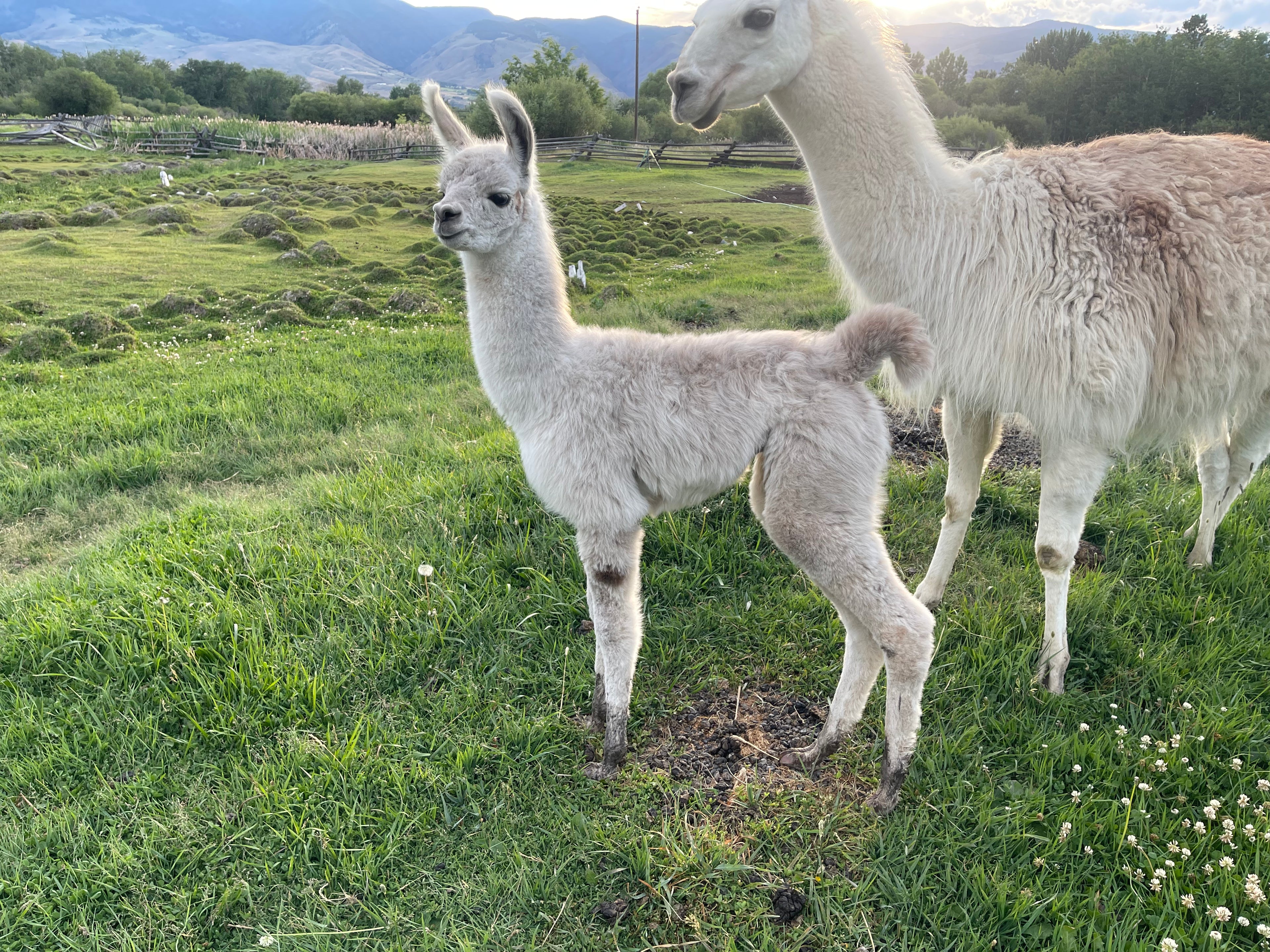 HI TRL Beckett's Katie and Male Cria Granite