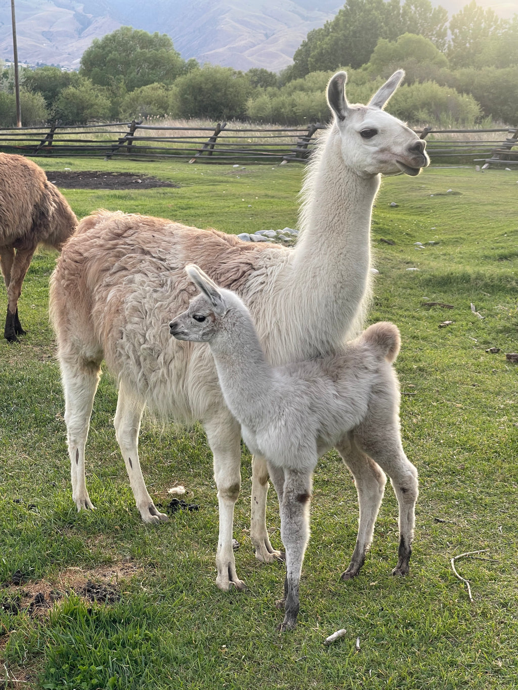 HI TRL Beckett's Katie and Male Cria Granite