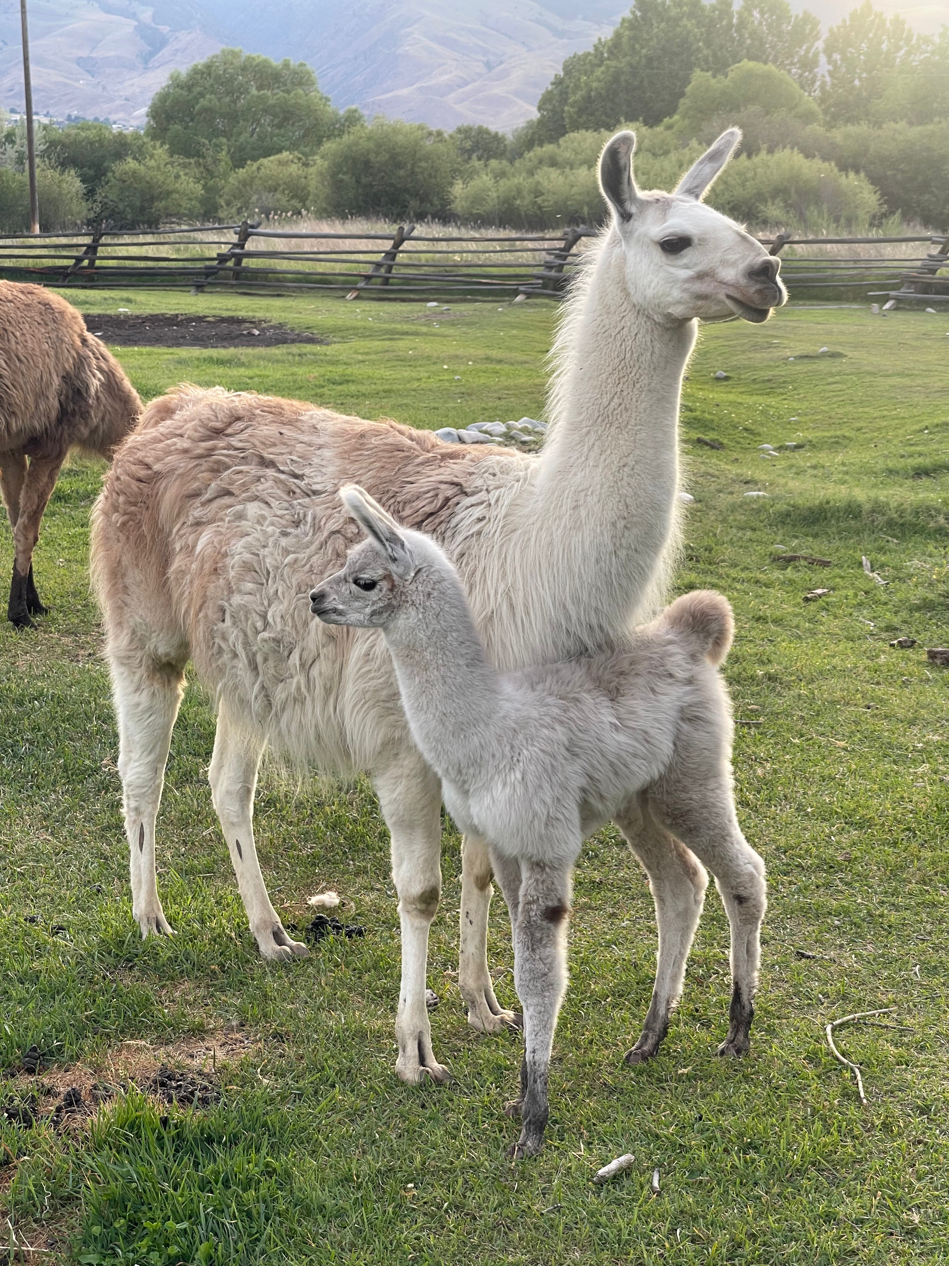 HI TRL Beckett's Katie and Male Cria Granite