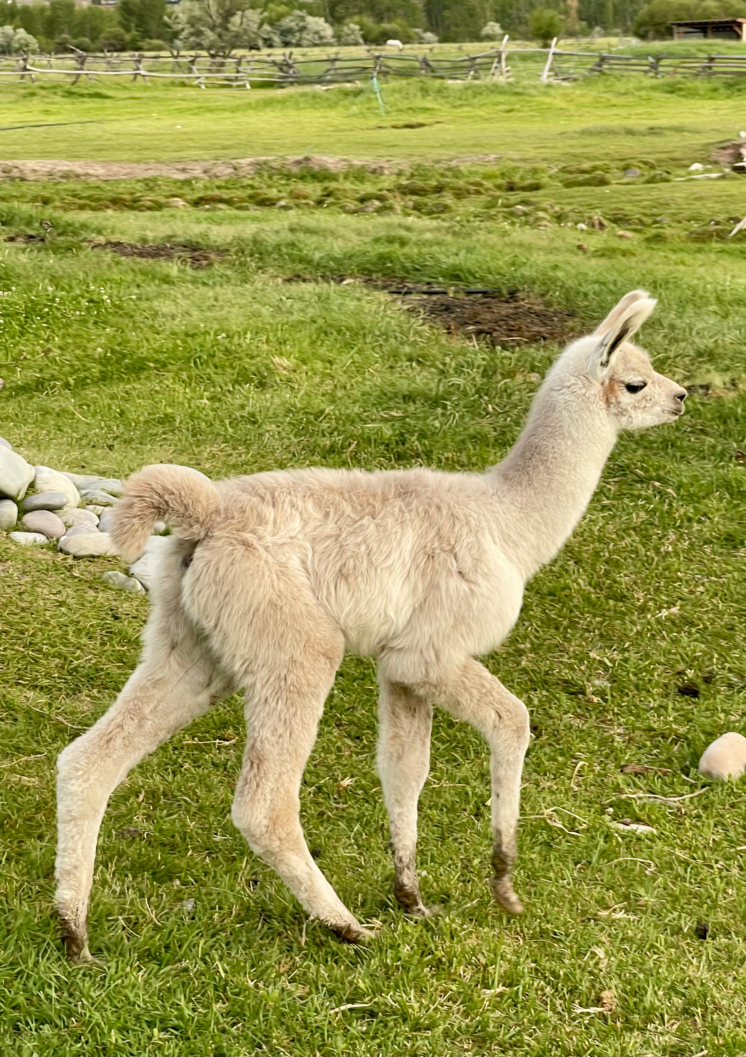 HI TRL Beckett's Katie and Male Cria Granite