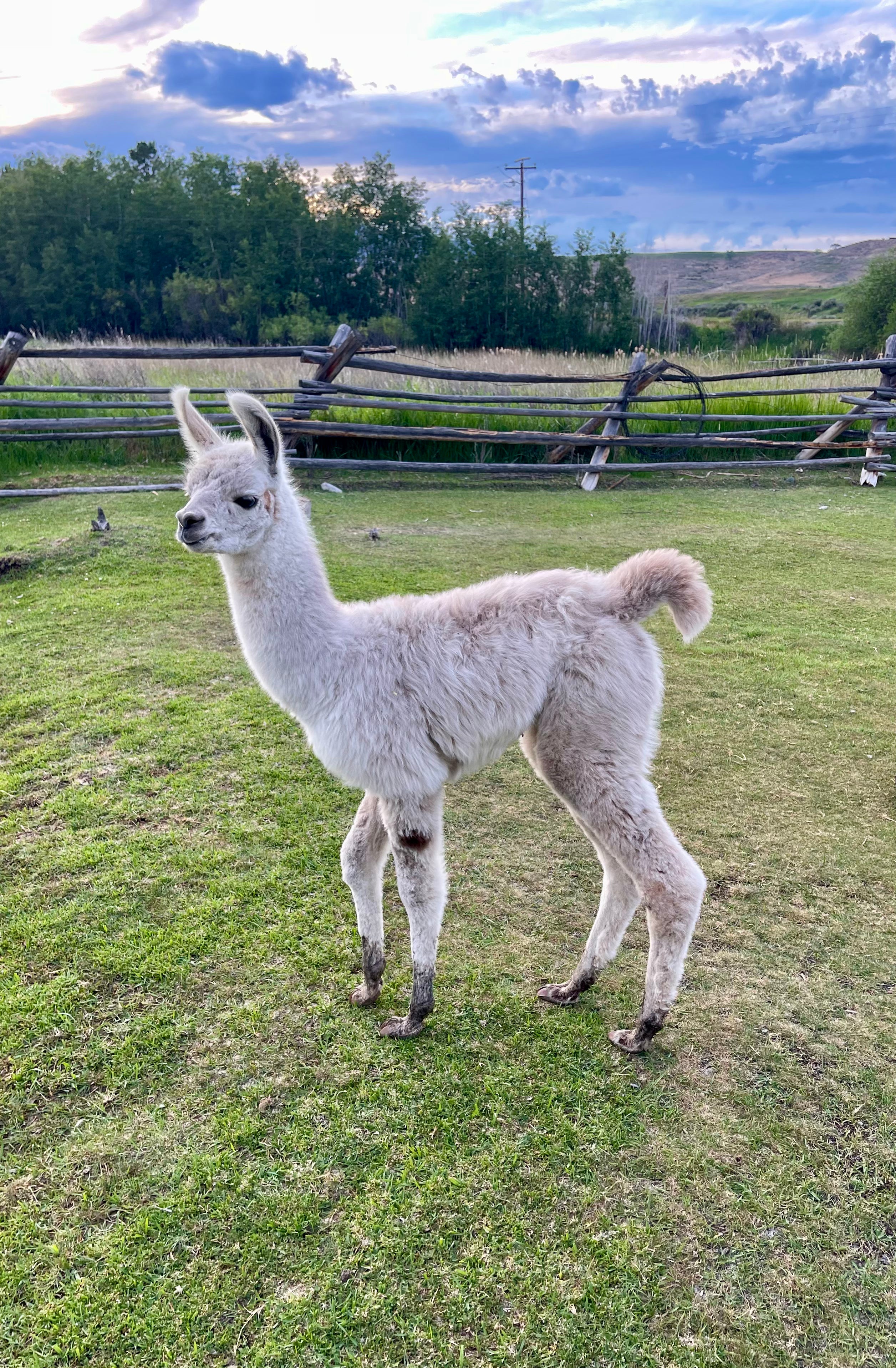 HI TRL Beckett's Katie and Male Cria Granite