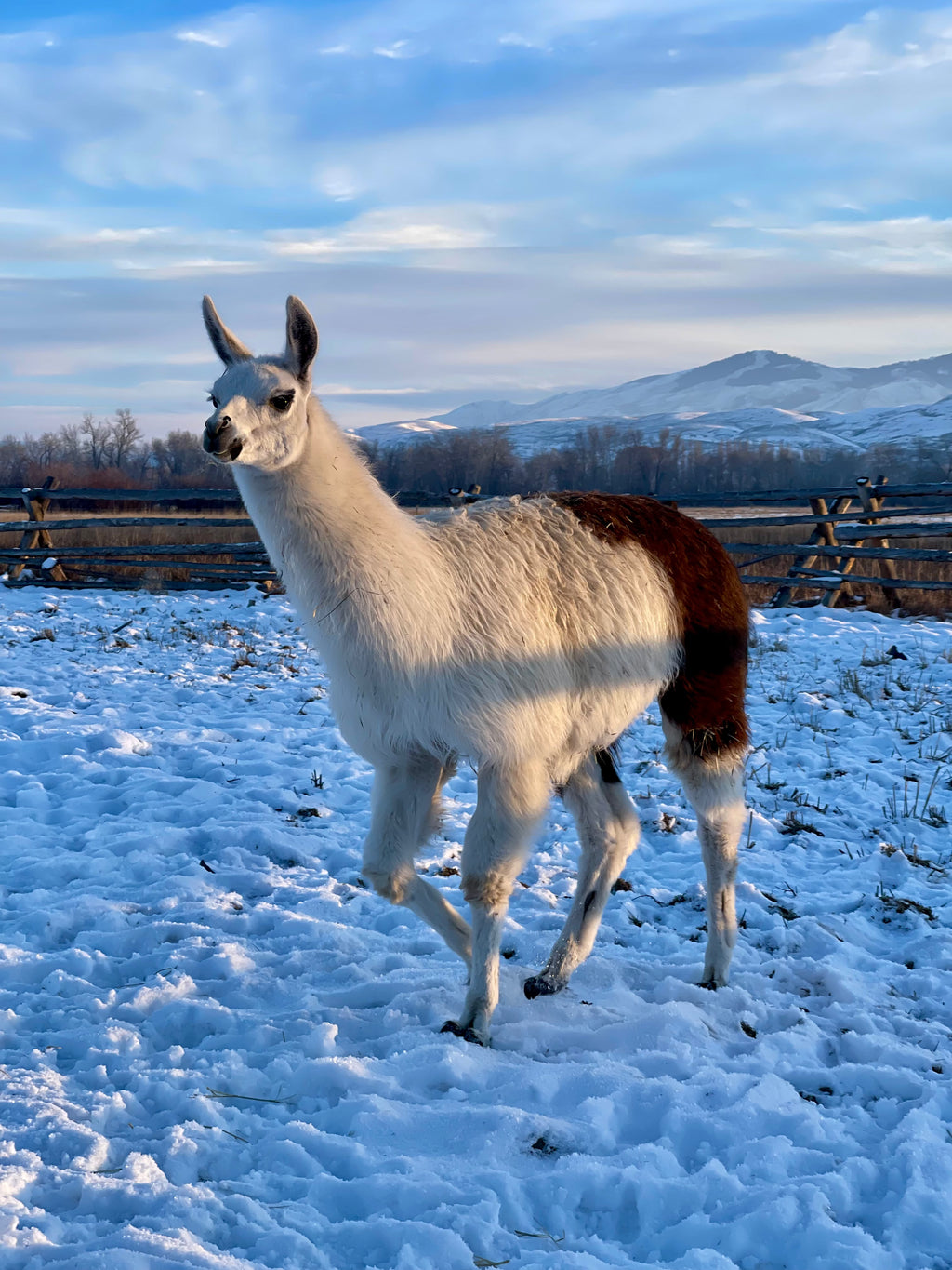 Queso Blanco