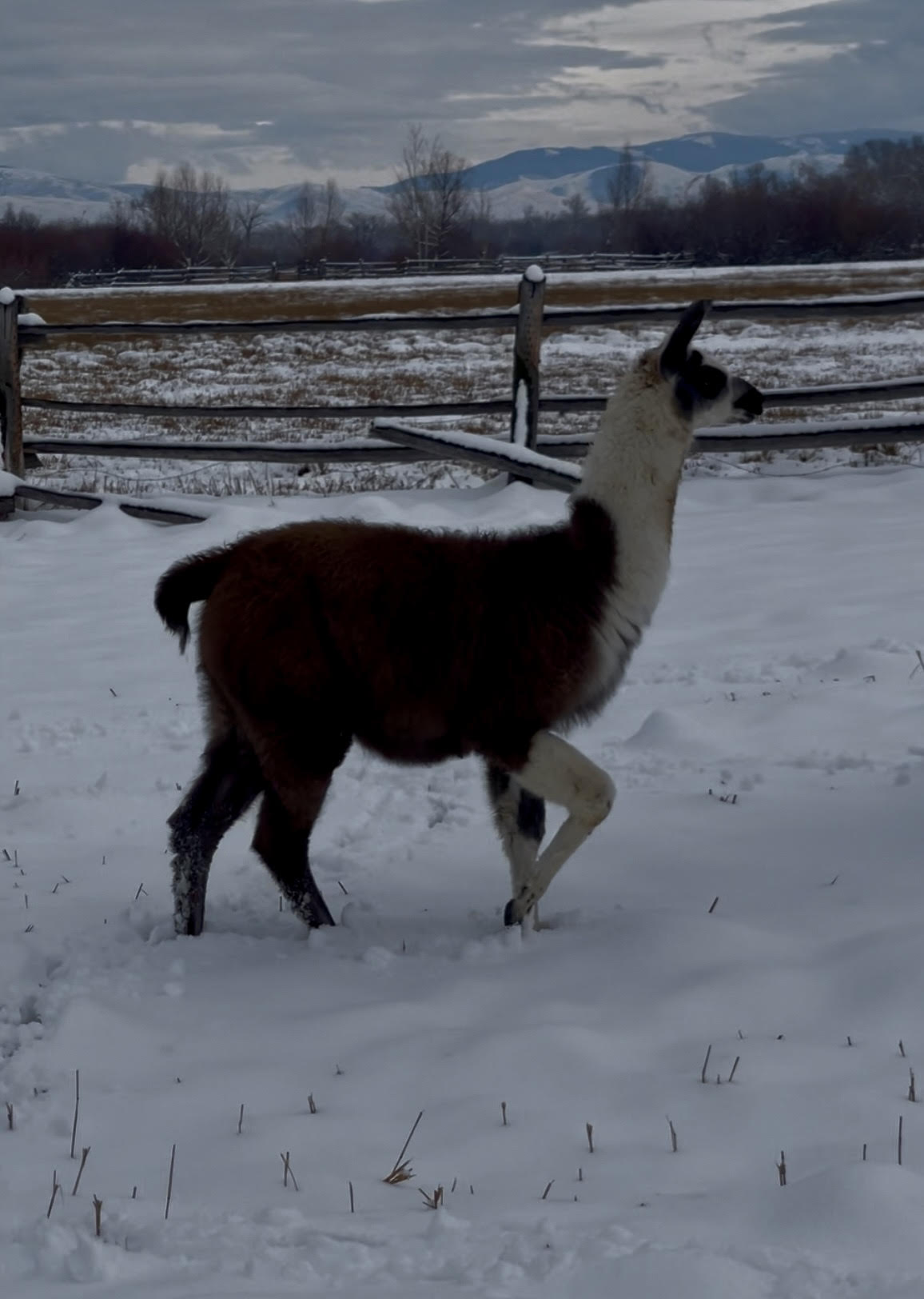 Lemhi Valley Iris - Female Yearling (Pending)